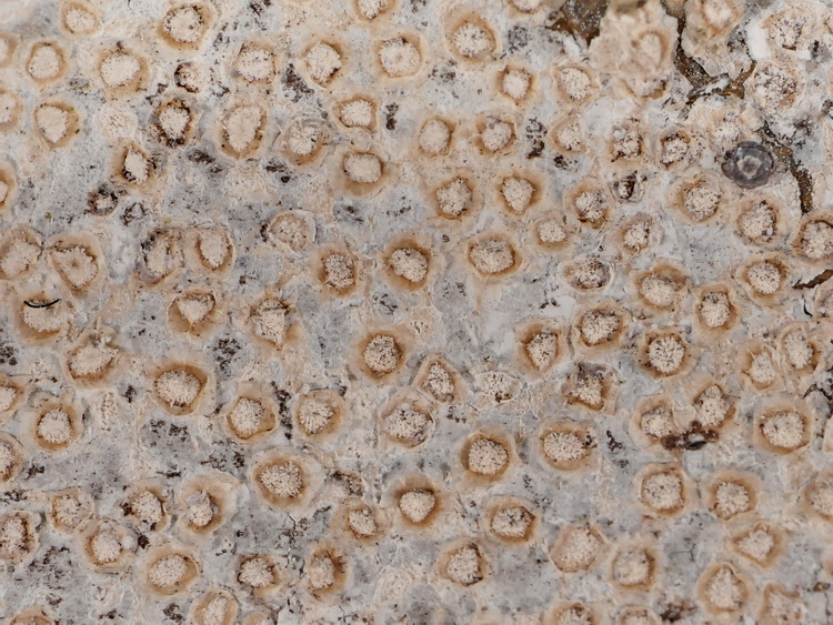 Non  ho idea cosa sia?